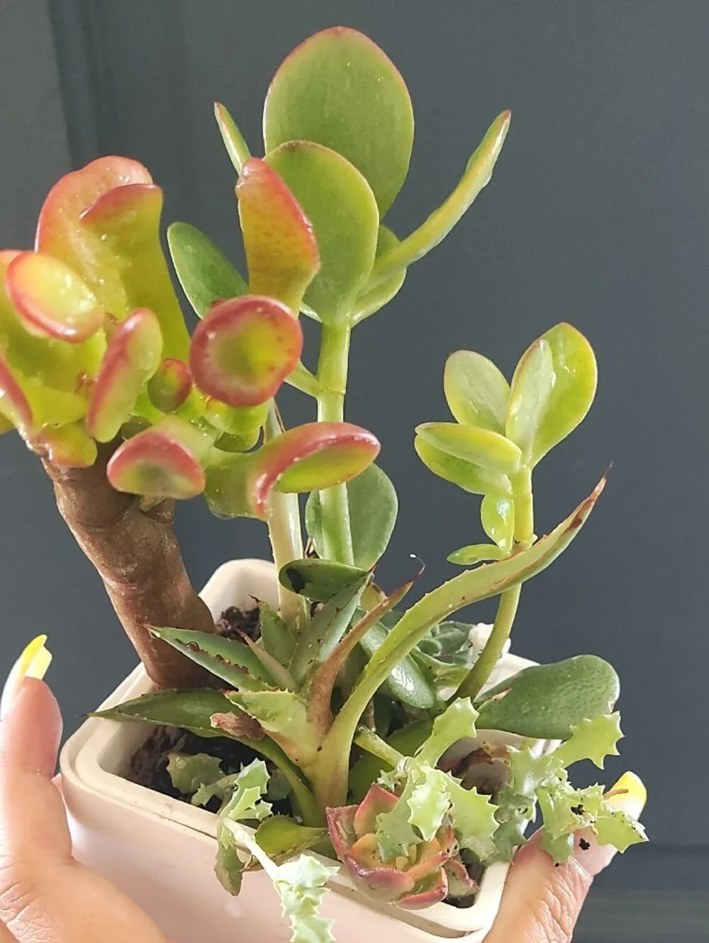 Succulent Variety With White Planter Pot